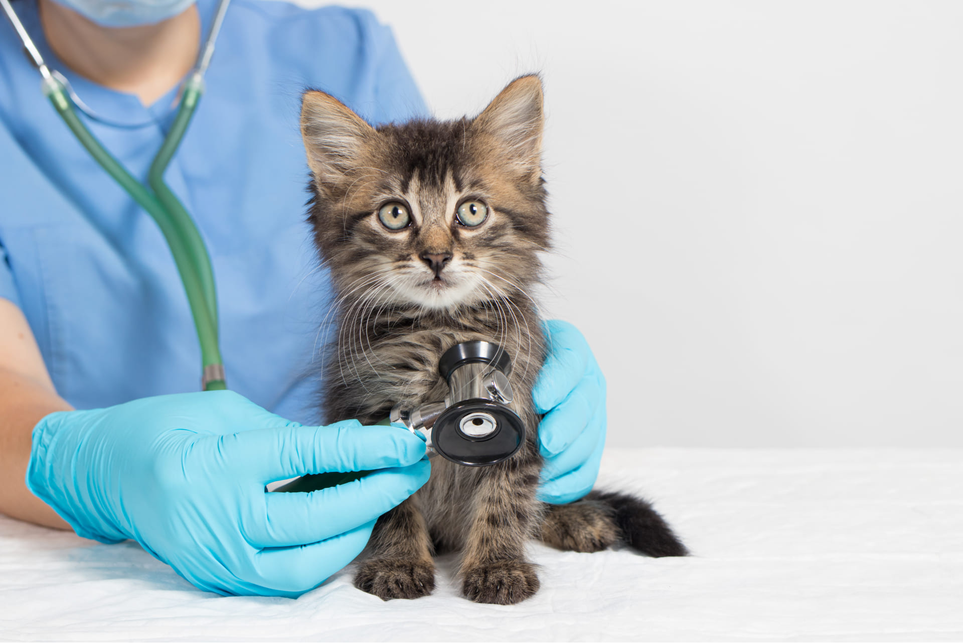 Kissanpentujen rokottaminen: Milloin ja mitä tauteja vastaan rokottaminen on tarpeellista?